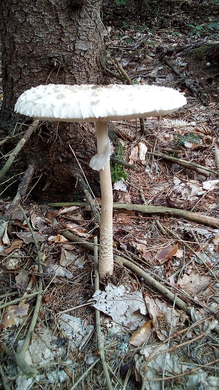 bedľa vysoká Macrolepiota procera (Scop.) Singer