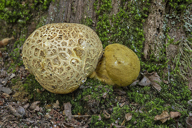 suchohríb cudzopasný Pseudoboletus parasiticus (Bull.) Šutara