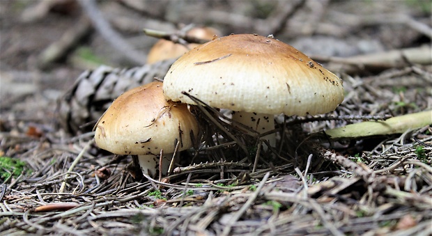 plávka smradľavá Russula foetens Pers.