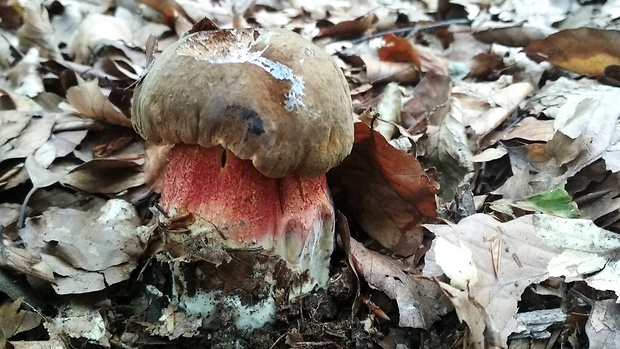 hríb zrnitohlúbikový Sutorius luridiformis (Rostk.) G. Wu & Zhu L. Yang