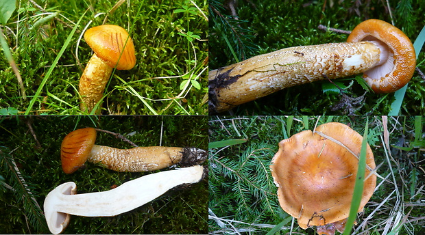 čírovka oranžová Tricholoma aurantium (Schaeff.) Ricken