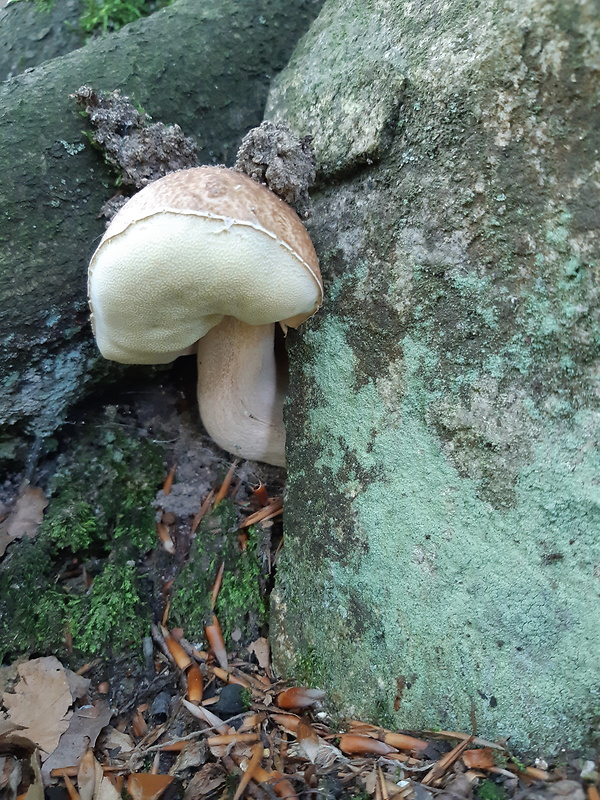 hríb smrekový Boletus edulis Bull.