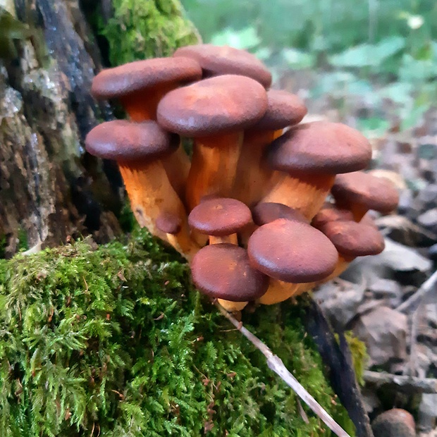 kališník hnedooranžový Omphalotus olearius (DC.) Singer