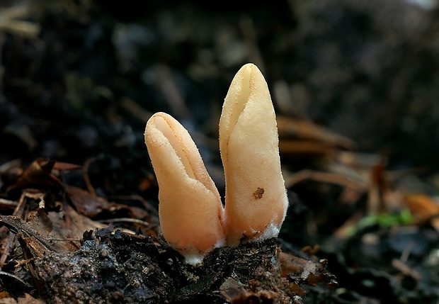 uško oslie Otidea onotica (Pers.) Fuckel