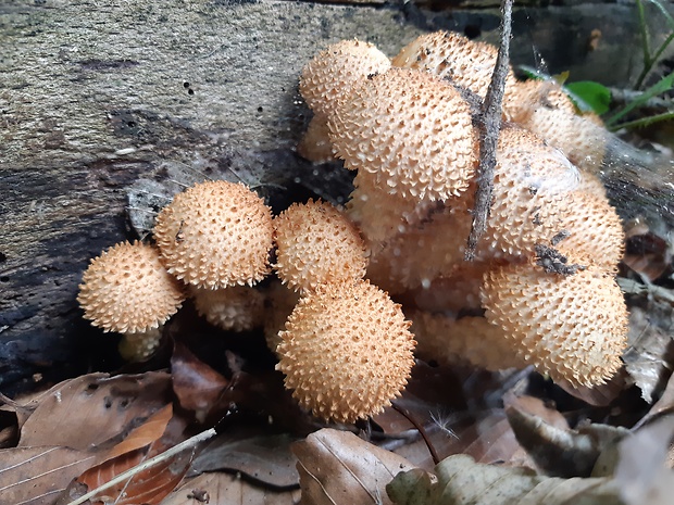 šupinovka šupinatá Pholiota squarrosa (Vahl) P. Kumm.