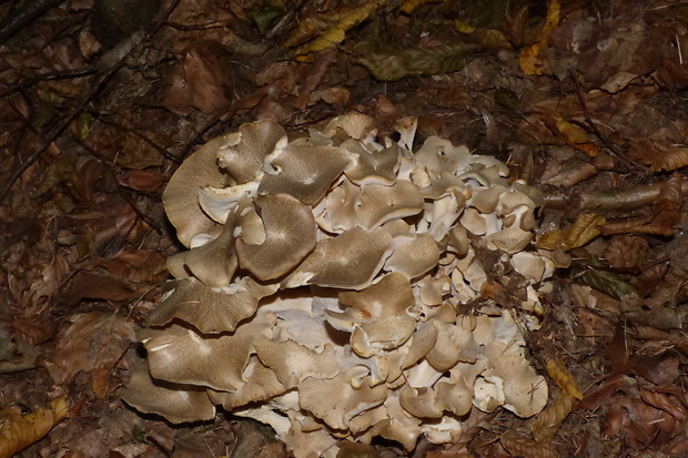 trúdnik klobúčkatý Polyporus umbellatus (Pers.) Fr.