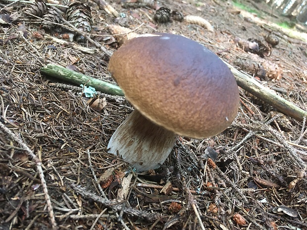 hríb smrekový Boletus edulis Bull.