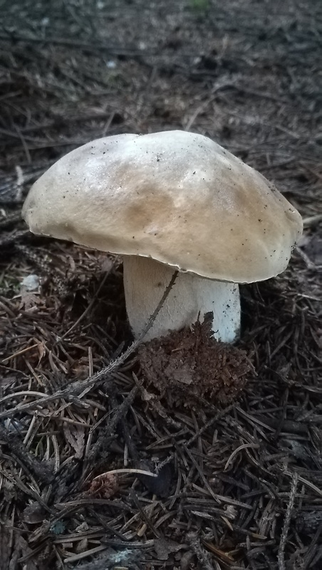 hríb smrekový Boletus edulis Bull.