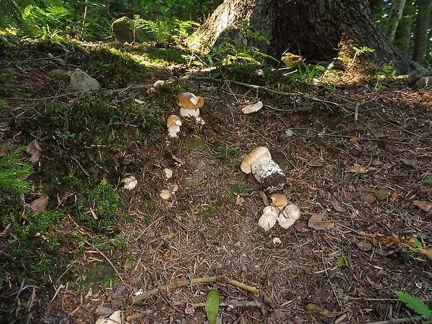 hríb smrekový Boletus edulis Bull.