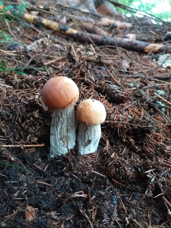 hríb smrekový Boletus edulis Bull.