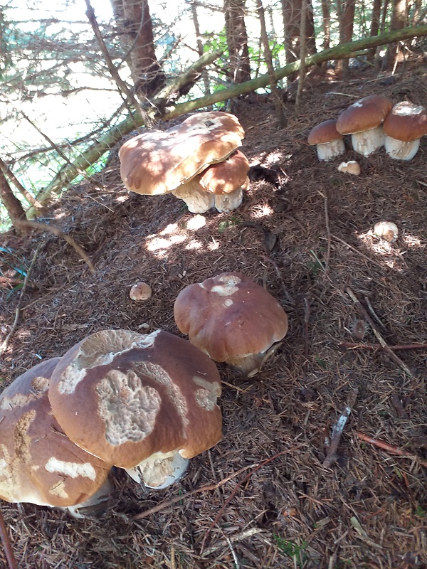 hríb smrekový Boletus edulis Bull.