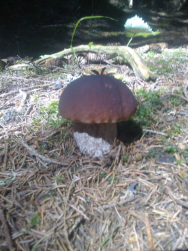 hríb smrekový Boletus edulis Bull.