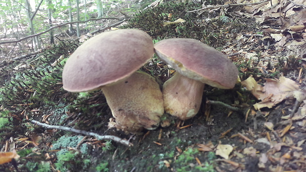 hríb sosnový Boletus pinophilus Pil. et Dermek in Pil.