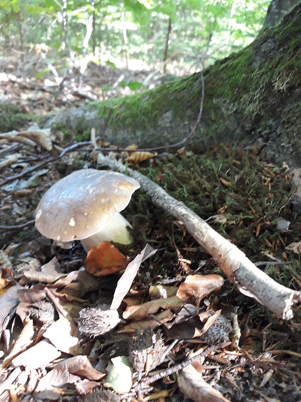 hríb dubový Boletus reticulatus Schaeff.