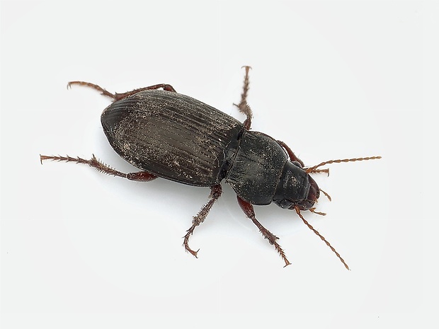 utekáčik Harpalus luteicornis