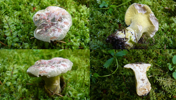 hubožer zelený Hypomyces viridis P. Karst.