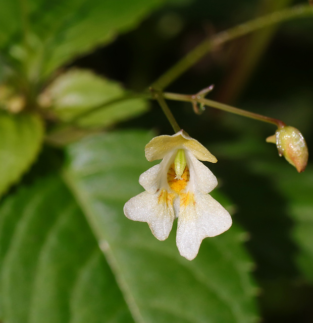 netýkavka malokvetá Impatiens parviflora DC.