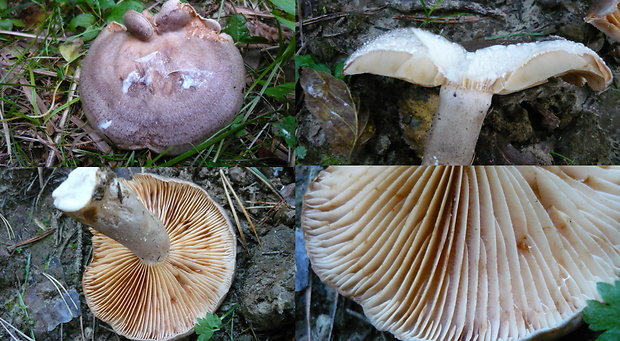 rýdzik hnedastoružový Lactarius flexuosus var. roseozonatus H. Post