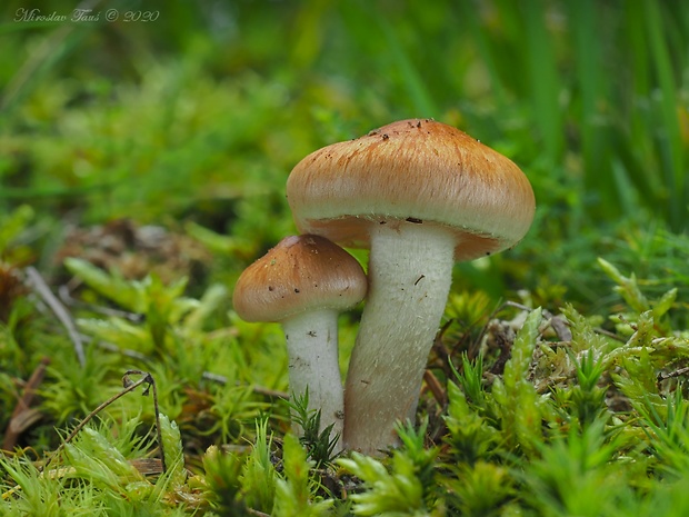 šupinovka Pholiota sp.