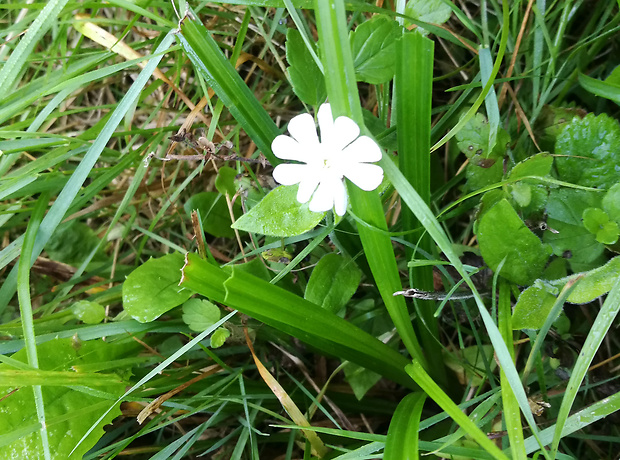 asi silenka nočná silene noctiflora l