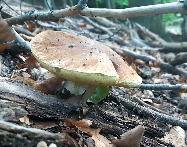 hríb smrekový Boletus edulis Bull.