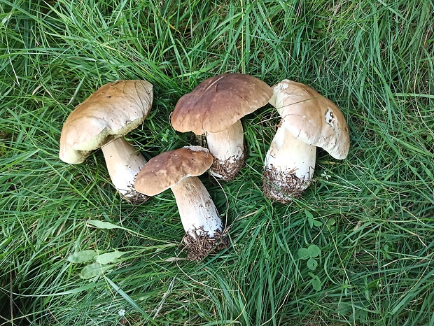 hríb smrekový Boletus edulis Bull.