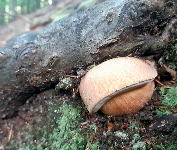 hríb dubový Boletus reticulatus Schaeff.