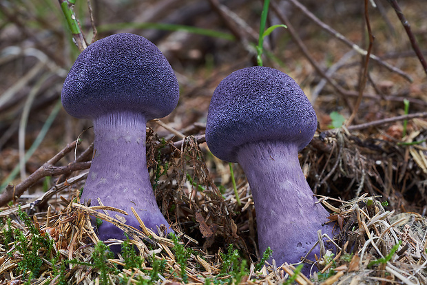 pavučinovec hercýnsky Cortinarius hercynicus (Pers.) M.M. Moser