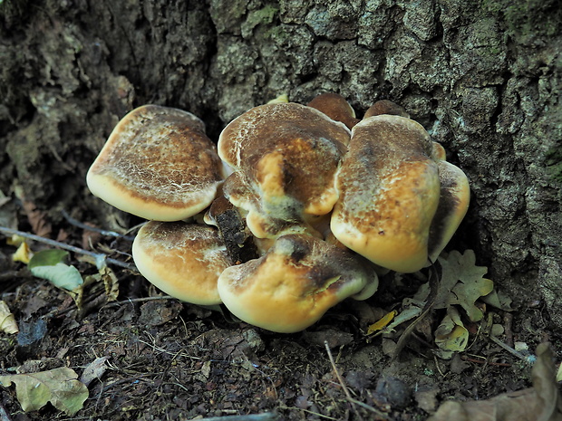 vejárovec obrovský Meripilus giganteus (Pers.) P. Karst.