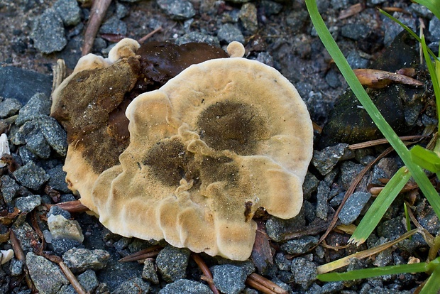 plstnačka obyčajná Onnia tomentosa (Fr.) P. Karst.