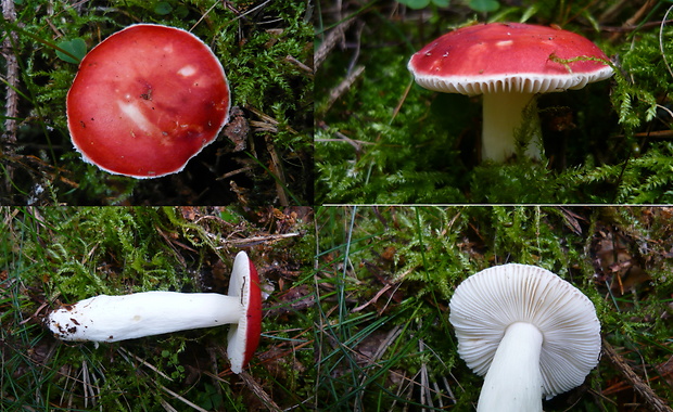 plávka Russula sp.