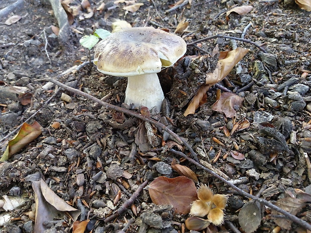 hríb smrekový Boletus edulis Bull.