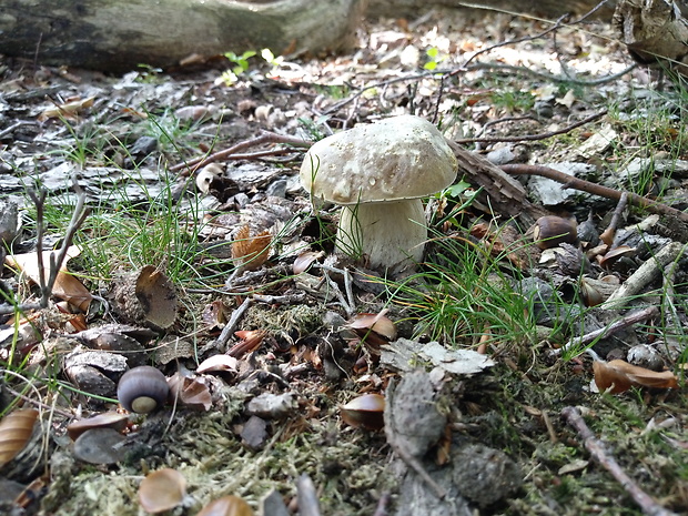 hríb dubový Boletus reticulatus Schaeff.