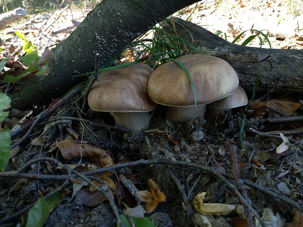 hríb dubový Boletus reticulatus Schaeff.