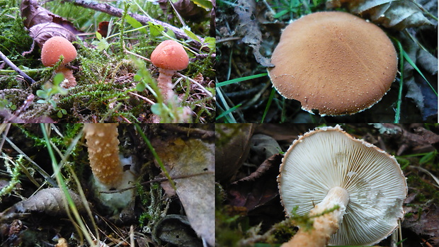 zrnivka rumelková Cystodermella cinnabarina (Alb. & Schwein.) Harmaja