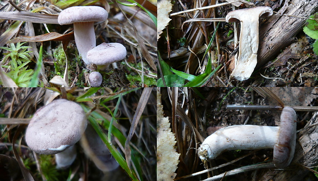 rýdzik voňavý Lactarius glyciosmus (Fr.) Fr.