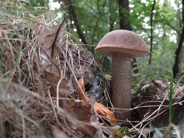 kozák topoľový Leccinum duriusculum (Schulzer ex Kalchbr.) Singer