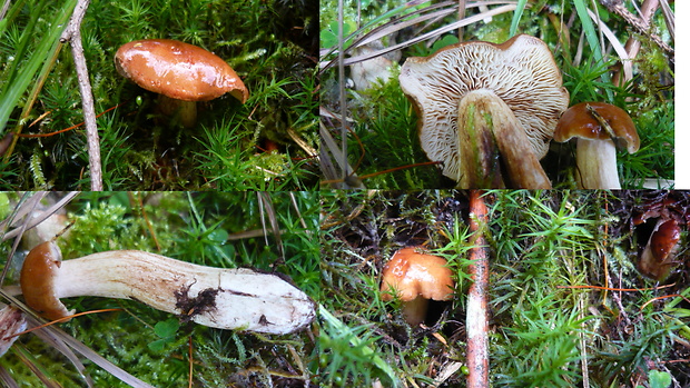 čírovka sosnová Tricholoma stans (Fr.) Sacc.