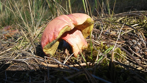 neidentifikovaná huba