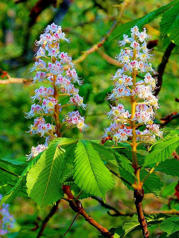 pagaštan konský Aesculus hippocastanum L.