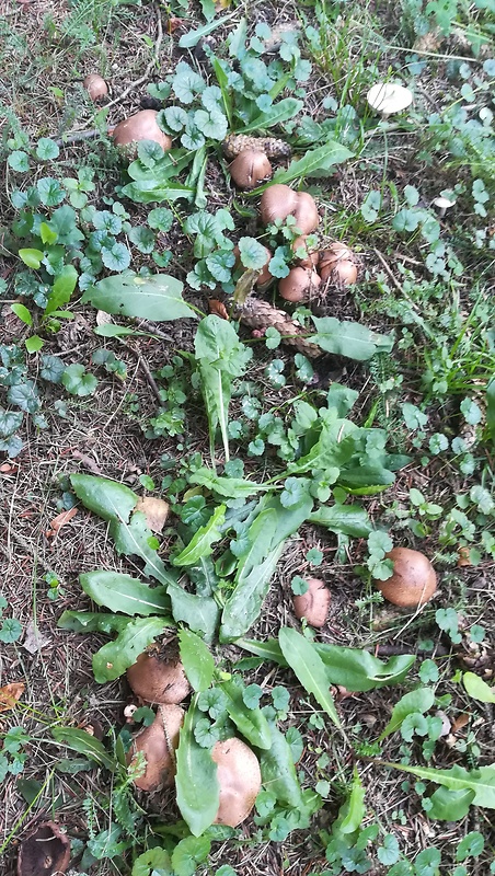 pečiarka lesná Agaricus sylvaticus Schaeff.