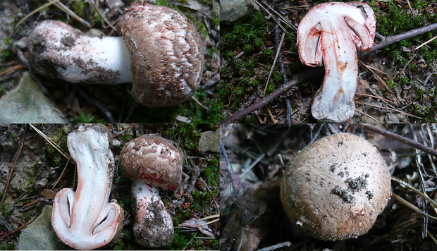 pečiarka lesná Agaricus sylvaticus Schaeff.