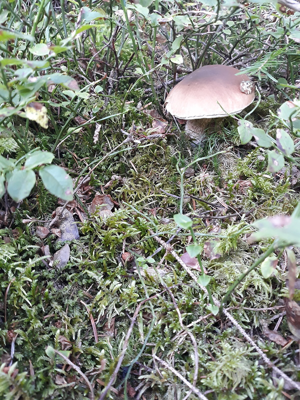 hríb smrekový Boletus edulis Bull.