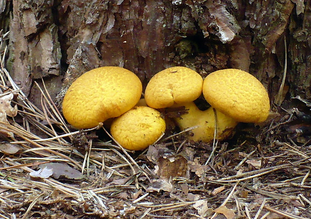 šupinovec nádherný Gymnopilus junonius (Fr.) P.D. Orton