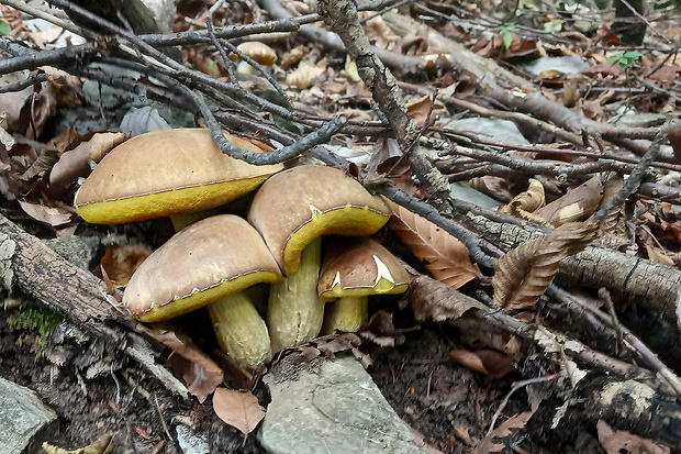 hríb jamkatý Hemileccinum depilatum (Redeuilh) Šutara