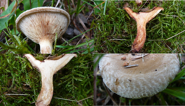 čechračka podvinutá Paxillus involutus (Batsch) Fr.