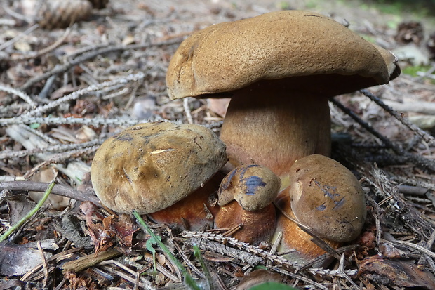 hríb zrnitohlúbikový Sutorius luridiformis (Rostk.) G. Wu & Zhu L. Yang