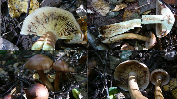 čírovka plavohnedá Tricholoma fulvum (Fr.) Bigeard & H. Guill.