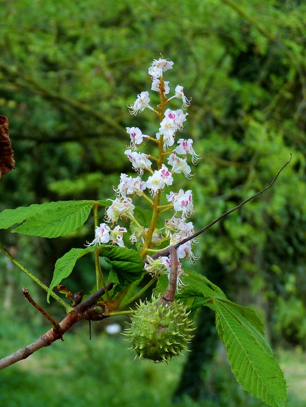 pagaštan konský Aesculus hippocastanum L.