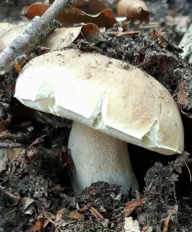 hríb smrekový Boletus edulis Bull.